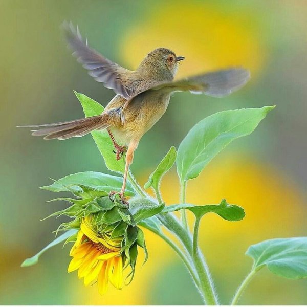 Утро птицы природа