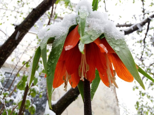 Весна сражается с зимой