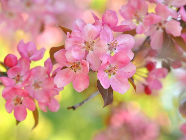 Сакура яблоня вишня