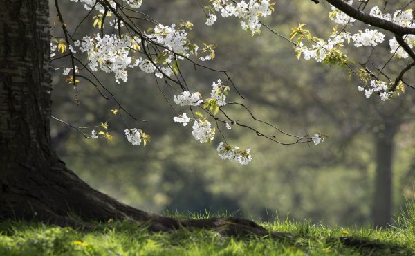 Природа веса