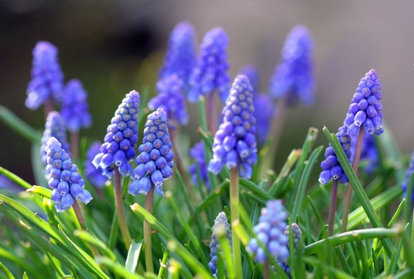 Река в лесу