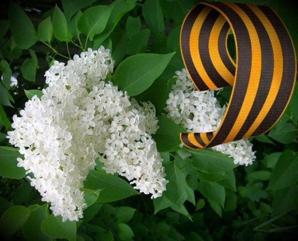 Сирень Победы