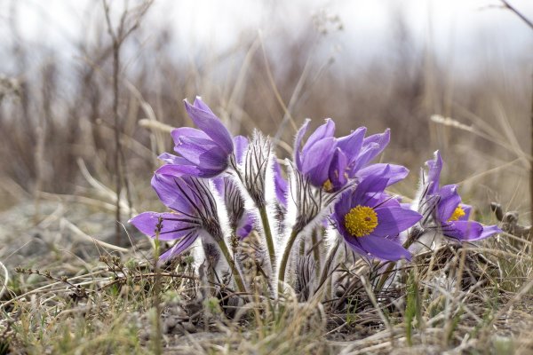 Прострел (Подснежник, сон-трава, Pulsatilla)