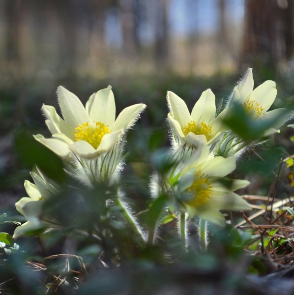 Прострел желтеющий (Сибирский Подснежник)