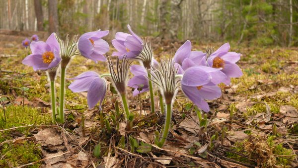 Сон-трава первоцвет подснежники