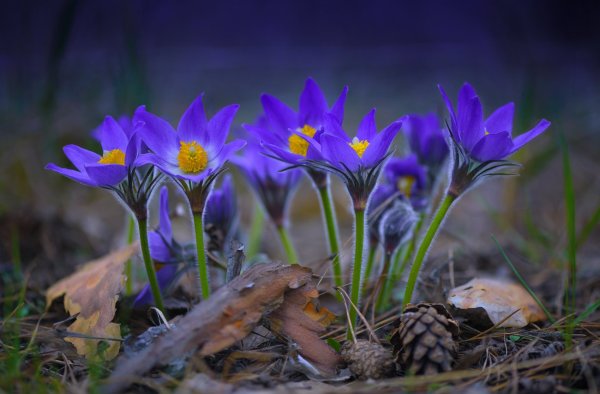 Первоцветы Лесные фиолетовые