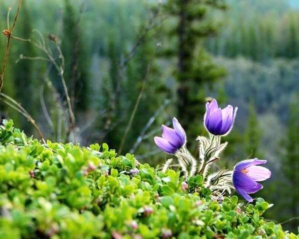 Подснежники Забайкалья