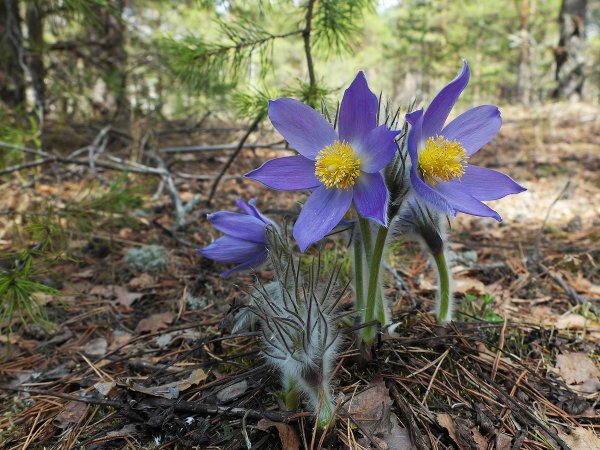 Лесные первоцветы Подмосковья
