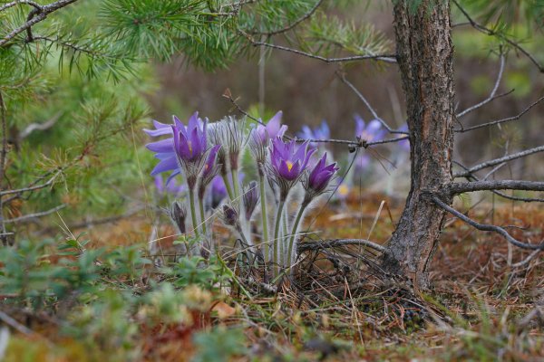 Прострел Лесной