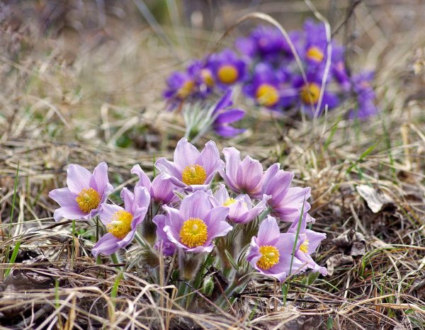Подснежник Забайкальский