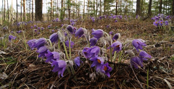 Лесной первоцвет сиреневый