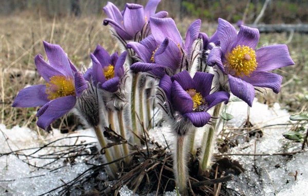 Прострел (Подснежник, сон-трава, Pulsatilla)