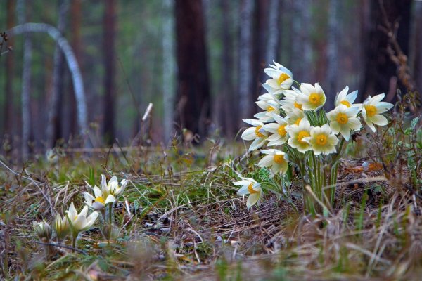 Цветы подснежники Сибирские