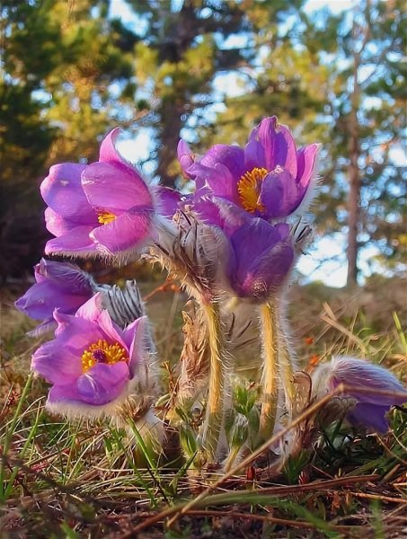 Прострел (Подснежник, сон-трава, Pulsatilla)