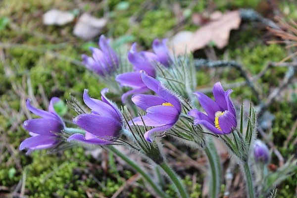 Прострел Луговой