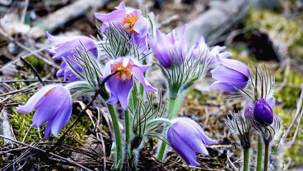 Сибирские Лесные подснежники