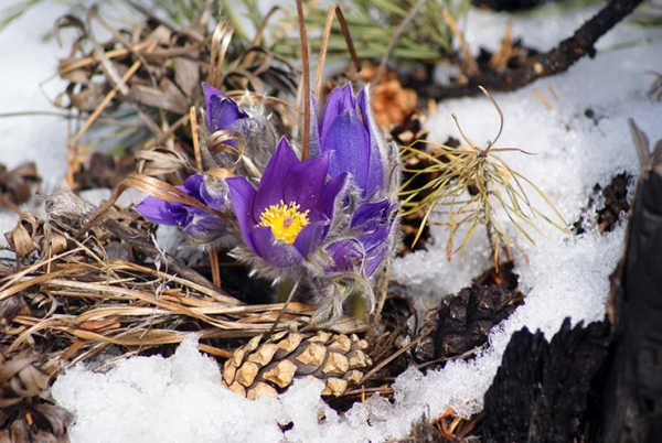 Подснежник прострел