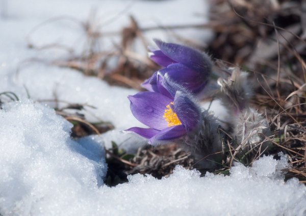 Сон трава прострел снег