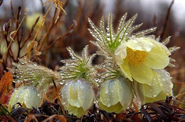 Курнаков цветут подснежники