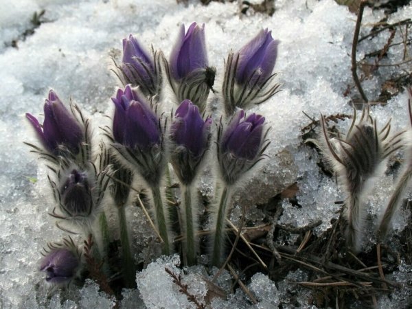 Прострел - сон трава