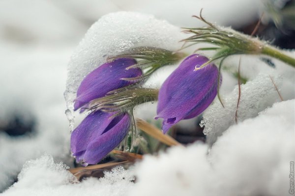 Умырзая Подснежник