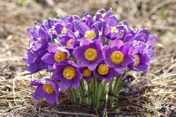 Цветы подснежники Сибирские