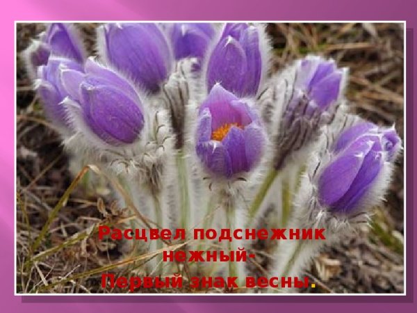 Подснежники синие