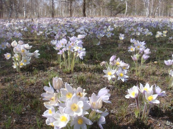 Ньургуьун сибэкки