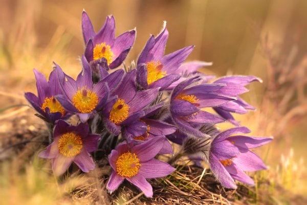 Подснежник Сибирский прострел