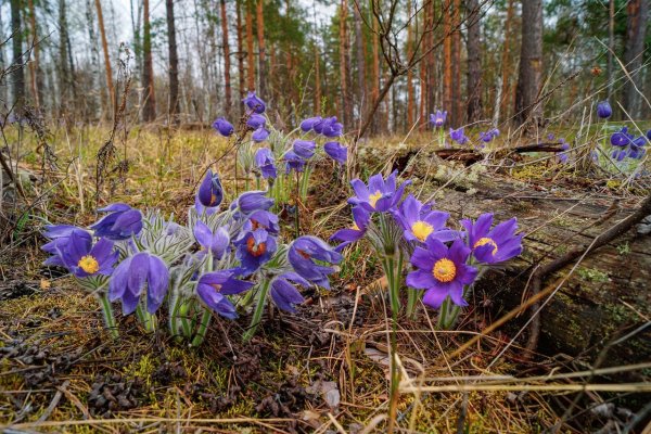 Подснежник Сибирский прострел