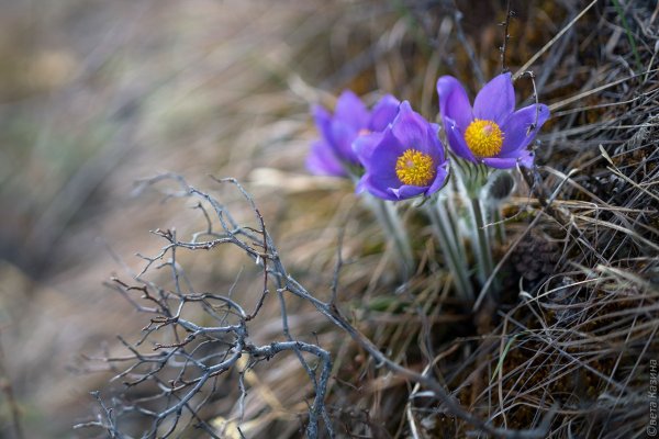 Прострел Уральский желтеющий