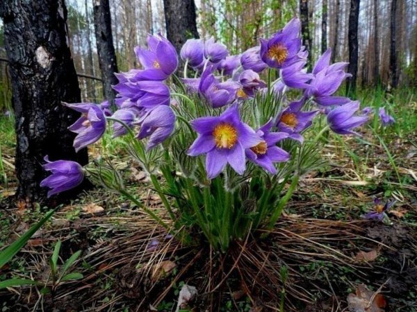 Сон трава фон