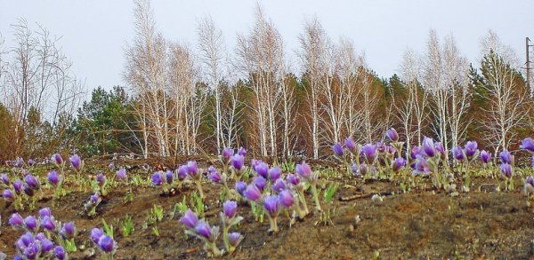 Прострел Луговой
