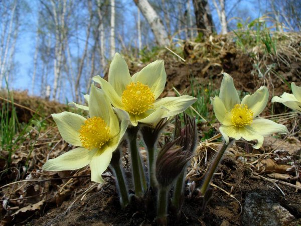Первоцветы Южного Урала