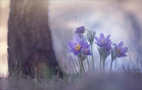 Подснежники прострел Уральский