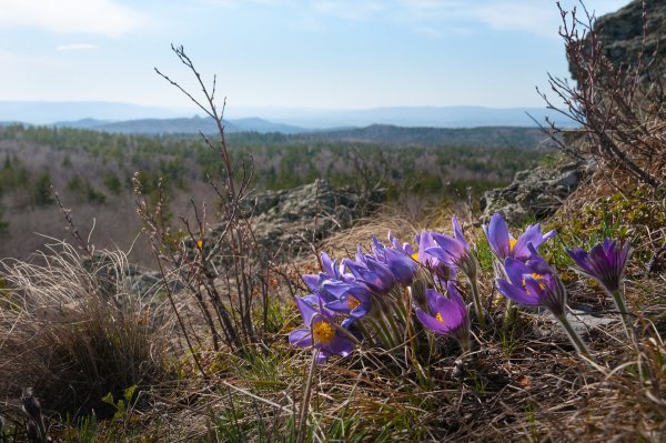 Подснежник Сибирский прострел