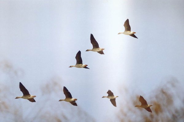 Перелетные птицы возвращаются с Юга