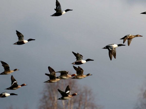 Весна птицы прилетели