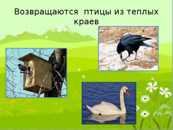 Возвращаются перелетные птицы