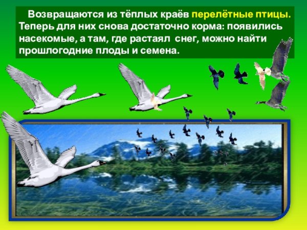 Птицы прилетели