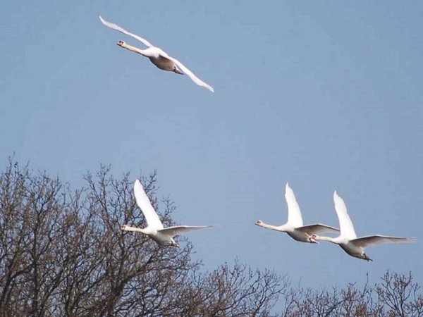 Ласточки улетают