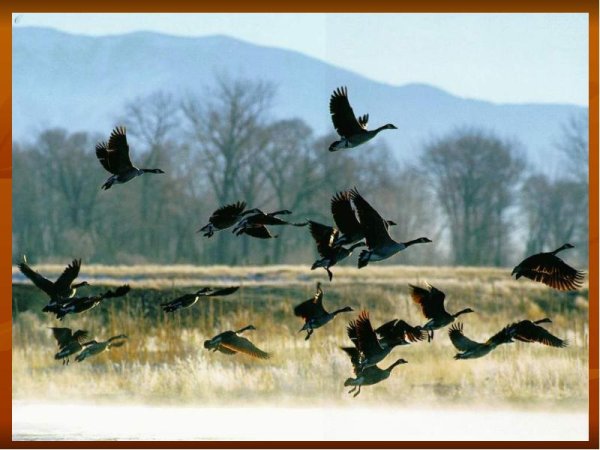 Почему птицы возвращаются весной