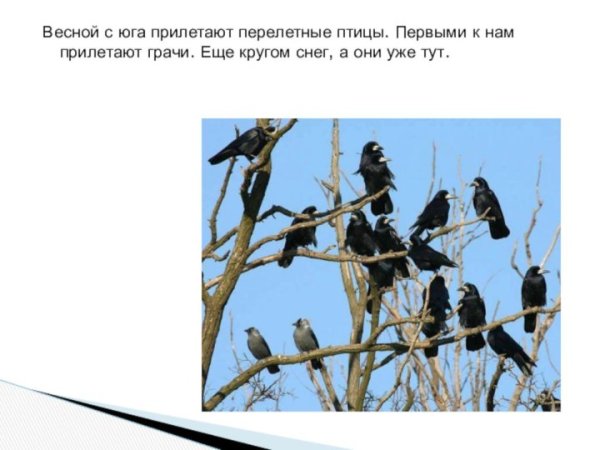 Стая журавлей