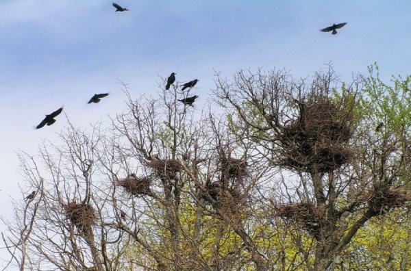 Весна птицы прилетели