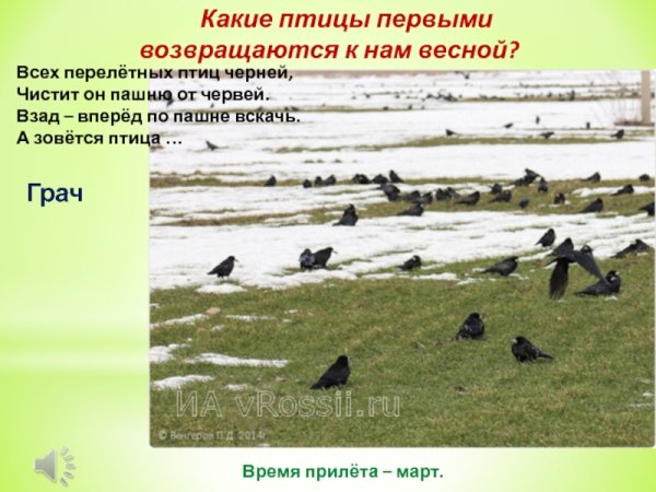 Возвращение перелетных птиц