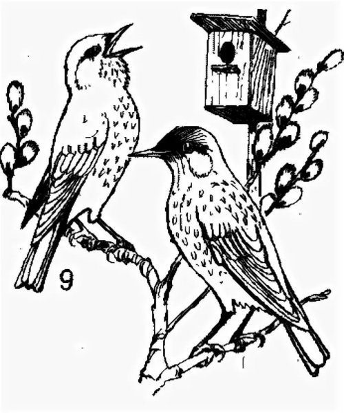 Скворечник раскраска