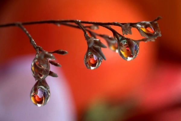 Капельки на ветках