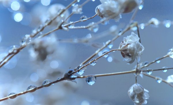 Весенняя капель