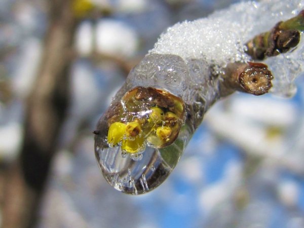 Весна капель