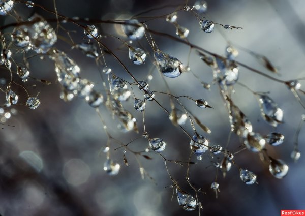 Весенняя капель на ветках